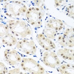 Invitrogen Nuclear Matrix Protein p84 Polyclonal Antibody 100 &mu;L; Unconjugated:Antibodies,