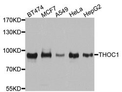 Invitrogen Nuclear Matrix Protein p84 Polyclonal Antibody 100 &mu;L; Unconjugated:Antibodies,