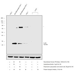 Invitrogen IL-29 Polyclonal Antibody 100 &mu;L; Unconjugated:Antibodies,