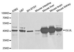 Invitrogen Glutamine Synthetase Polyclonal Antibody 100 &mu;L; Unconjugated:Antibodies,