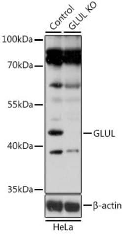 Invitrogen Glutamine Synthetase Polyclonal Antibody 100 &mu;L; Unconjugated:Antibodies,