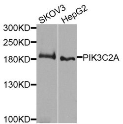 Invitrogen PIK3C2A Polyclonal Antibody 100 &mu;L; Unconjugated:Antibodies