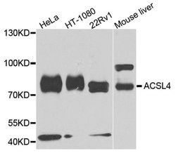 Invitrogen ACSL4 Polyclonal Antibody 100 &mu;L; Unconjugated:Antibodies,
