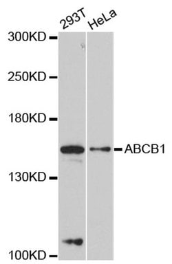 Invitrogen P-Glycoprotein Polyclonal Antibody 100 &mu;L; Unconjugated:Antibodies,