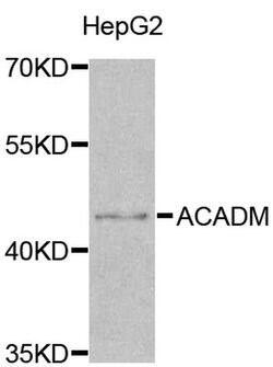 Invitrogen ACADM Polyclonal Antibody 100 &mu;L; Unconjugated:Antibodies,