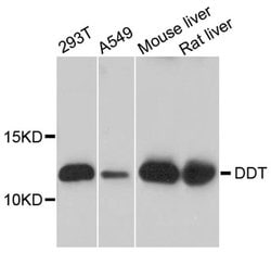 Invitrogen DDT Polyclonal Antibody 100 &mu;L; Unconjugated:Antibodies,