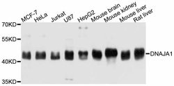 Invitrogen HDJ2 Polyclonal Antibody 100 &mu;L; Unconjugated:Antibodies,