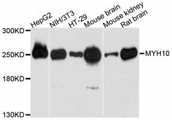 Invitrogen MYH10 Polyclonal Antibody 100 &mu;L; Unconjugated:Antibodies,