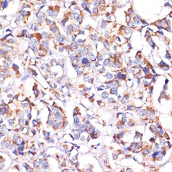 Invitrogen STOML2 Polyclonal Antibody 100 &mu;L; Unconjugated:Antibodies,