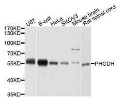 Invitrogen PHGDH Polyclonal Antibody 100 &mu;L; Unconjugated:Antibodies,