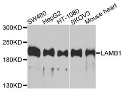 Invitrogen Laminin beta-1 Polyclonal Antibody 100 &mu;L; Unconjugated:Antibodies,
