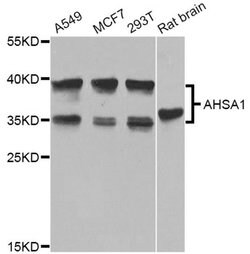 Invitrogen AHA1 Polyclonal Antibody 100 &mu;L; Unconjugated:Antibodies,