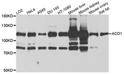 Invitrogen Aconitase 1 Polyclonal Antibody 100 &mu;L; Unconjugated:Antibodies,