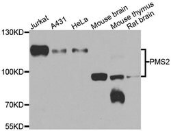 Invitrogen PMS2 Polyclonal Antibody 100 &mu;L; Unconjugated:Antibodies,
