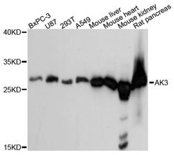 Invitrogen Adenylate Kinase 3 Polyclonal Antibody 100 &mu;L; Unconjugated:Antibodies,