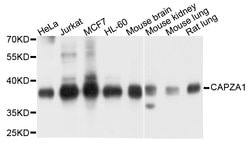 Invitrogen CAPZA1 Polyclonal Antibody 100 &mu;L; Unconjugated:Antibodies,