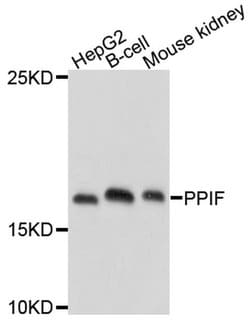Invitrogen Cyclophilin F Polyclonal Antibody 100 &mu;L; Unconjugated:Antibodies,