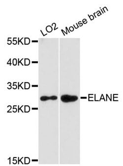 Invitrogen Neutrophil elastase Polyclonal Antibody 100 &mu;L; Unconjugated:Antibodies,