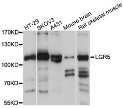 Invitrogen LGR5 Polyclonal Antibody 100 &mu;L; Unconjugated:Antibodies,