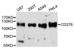 Invitrogen B7-H3 Polyclonal Antibody 100 &mu;L; Unconjugated:Antibodies,