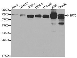 HSPA1A Polyclonal Antibody:Antibodies, Polyclonal