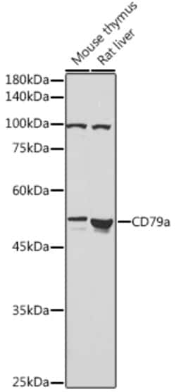 Invitrogen CD79a Polyclonal Antibody 100 &mu;L; Unconjugated:Antibodies,