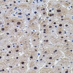 Invitrogen DAP5 Polyclonal Antibody 100 &mu;L; Unconjugated:Antibodies,