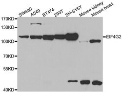 Invitrogen DAP5 Polyclonal Antibody 100 &mu;L; Unconjugated:Antibodies,