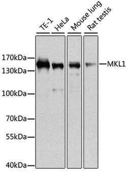 MKL1 Polyclonal Antibody:Antibodies, Polyclonal