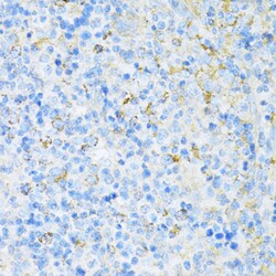 Invitrogen VAMP1 Polyclonal Antibody 100 &mu;L; Unconjugated:Antibodies,