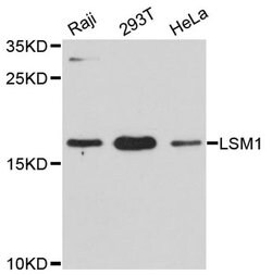 Invitrogen LSM1 Polyclonal Antibody 100 &mu;L; Unconjugated:Antibodies,