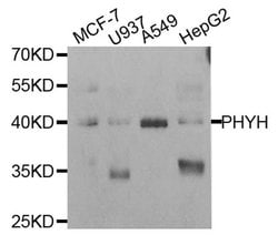 Invitrogen PHYH Polyclonal Antibody 100 &mu;L; Unconjugated:Antibodies,