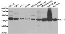 Invitrogen Aminoacylase Polyclonal Antibody 100 &mu;L; Unconjugated:Antibodies,