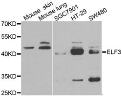 Invitrogen ELF3 Polyclonal Antibody 100 &mu;L; Unconjugated:Antibodies,