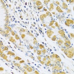 Invitrogen PSG1 Polyclonal Antibody 100 &mu;L; Unconjugated:Antibodies,