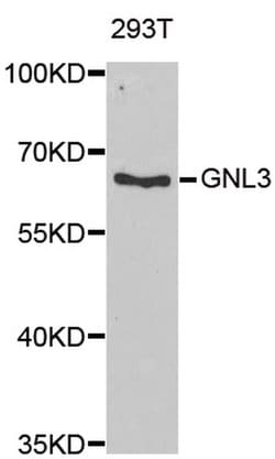 Invitrogen Nucleostemin Polyclonal Antibody 100 &mu;L; Unconjugated:Antibodies,
