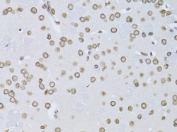 Invitrogen Lamin B2 Polyclonal Antibody 100 &mu;L; Unconjugated:Antibodies,