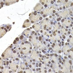 Invitrogen Lamin B2 Polyclonal Antibody 100 &mu;L; Unconjugated:Antibodies,