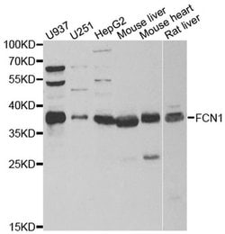 Invitrogen FCN1 Polyclonal Antibody 100 &mu;L; Unconjugated:Antibodies,