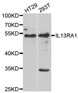 Invitrogen IL13RA1 Polyclonal Antibody 100 &mu;L; Unconjugated:Antibodies,