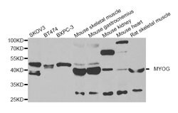 Invitrogen Myogenin Polyclonal Antibody 100 &mu;L; Unconjugated:Antibodies,