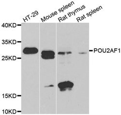 Invitrogen BOB-1 Polyclonal Antibody 100 &mu;L; Unconjugated:Antibodies,