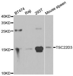 Invitrogen GILZ Polyclonal Antibody 100 &mu;L; Unconjugated:Antibodies,
