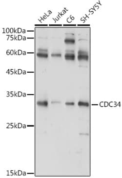 Invitrogen Cdc34 Polyclonal Antibody 100 &mu;L; Unconjugated:Antibodies,