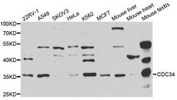 Invitrogen Cdc34 Polyclonal Antibody 100 &mu;L; Unconjugated:Antibodies,