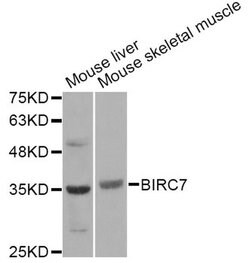 Invitrogen Livin Polyclonal Antibody 100 &mu;L; Unconjugated:Antibodies,