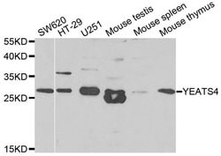 Invitrogen GAS41 Polyclonal Antibody 100 &mu;L; Unconjugated:Antibodies,