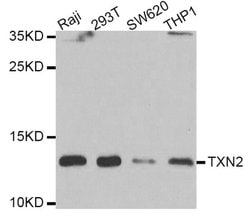 Invitrogen Thioredoxin 2 Polyclonal Antibody 100 &mu;L; Unconjugated:Antibodies,