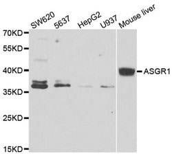 Invitrogen ASGR1 Polyclonal Antibody 100 &mu;L; Unconjugated:Antibodies,