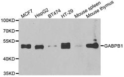 Invitrogen GABPB1 Polyclonal Antibody 100 &mu;L; Unconjugated:Antibodies,